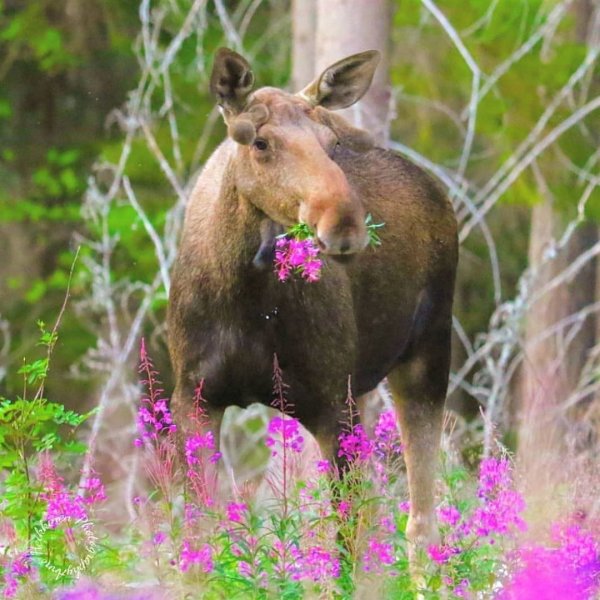 Лось в природе