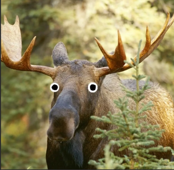 Мультяшный Лось на белом фоне