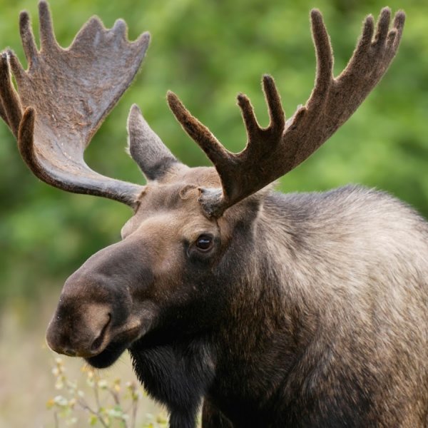 Лось на болоте