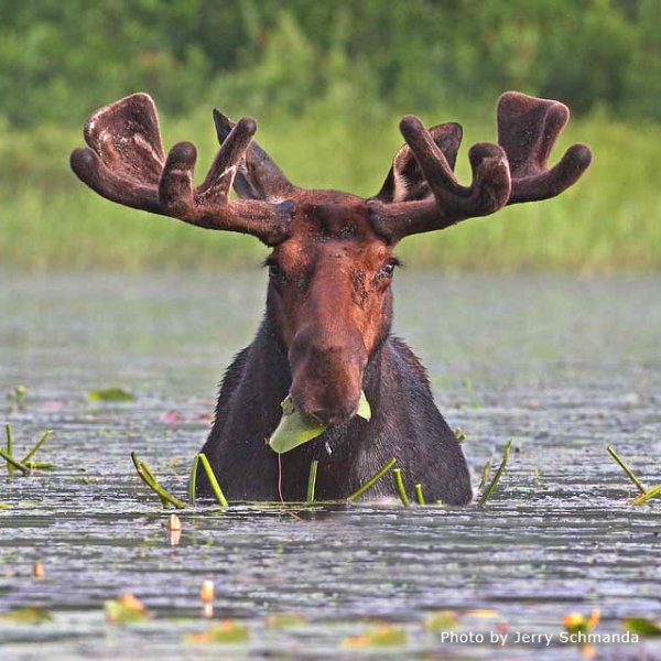 Забавный Лось