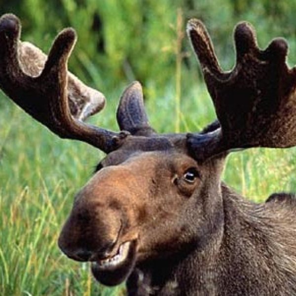 Картина лоси