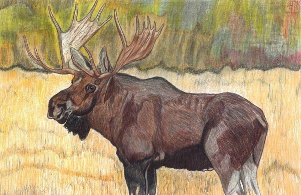 Анималист Ken Carlson.