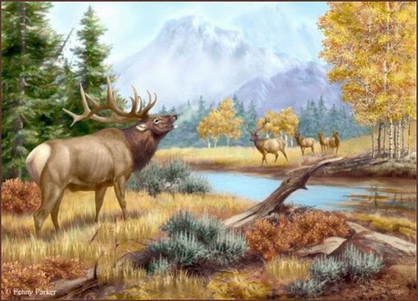 Лось кушает