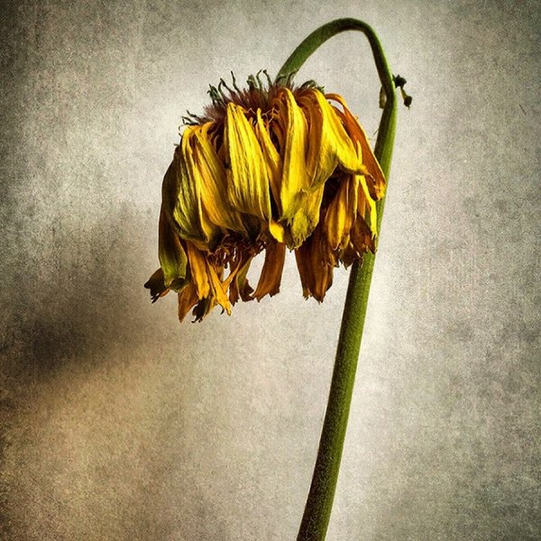 Поникли лютики