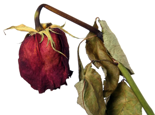 Завядший цветок на белом фоне