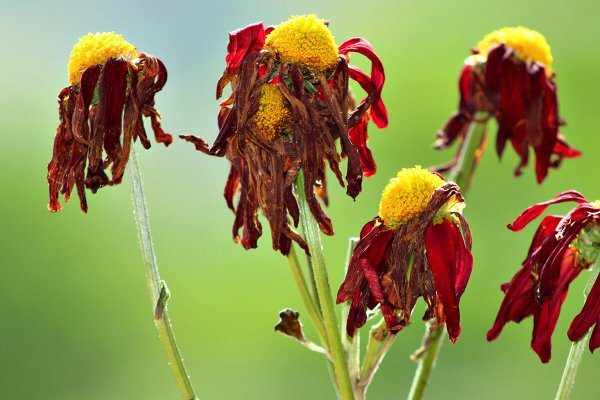 Увядший цветок