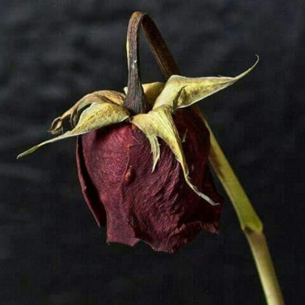 Засохшая роза