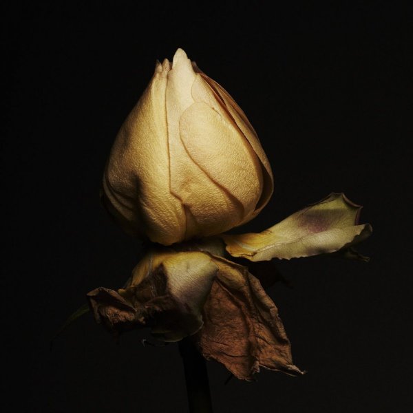 Сухие цветы