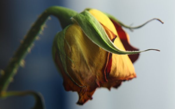 Засохшие черные розы