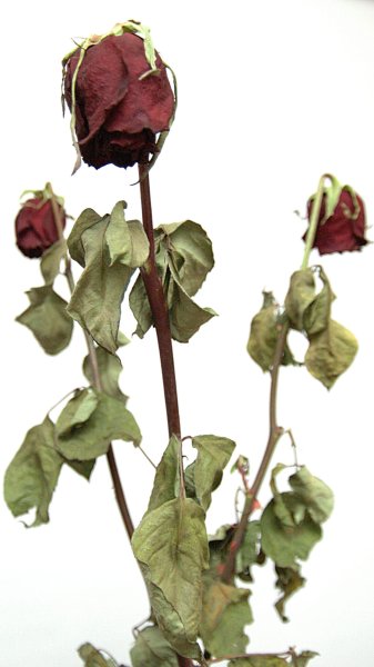 Засохшее растение