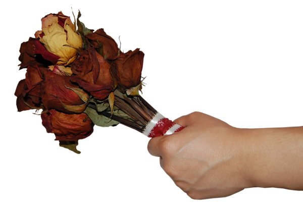 Завявшая роза