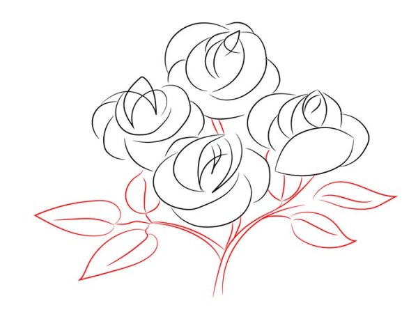 Букет роз карандашом