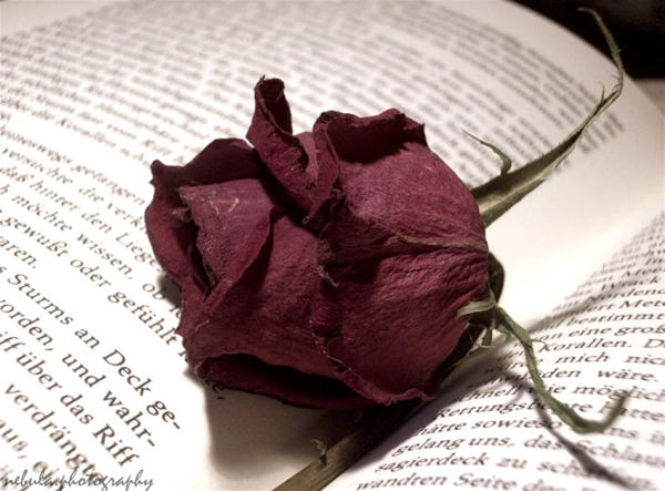 Засохшие цветы