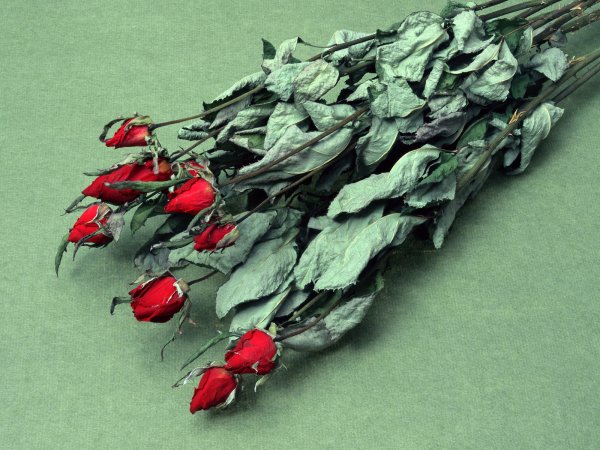 Высохшие розы