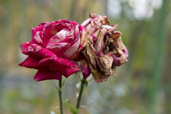 Цветок в вазе завял