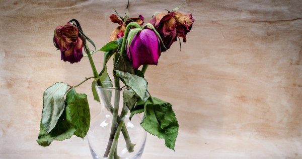 Засохшие цветы