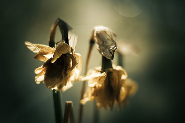 Увядший цветок карандашом