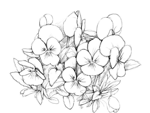 Букет цветов рисунок карандашом