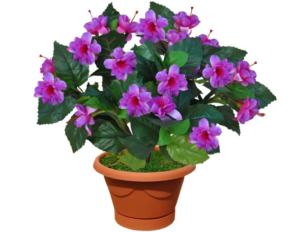 Комнатные цветы в горшках