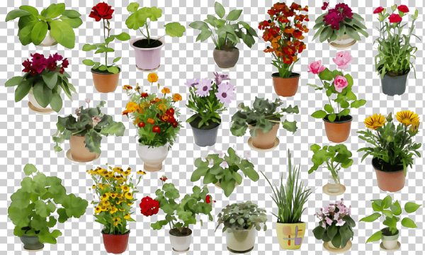 Много цветов в горшках