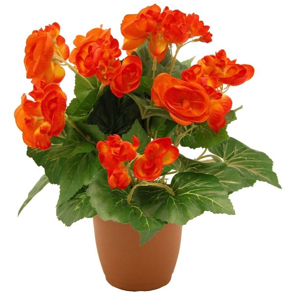 Бегония Элатиор микс