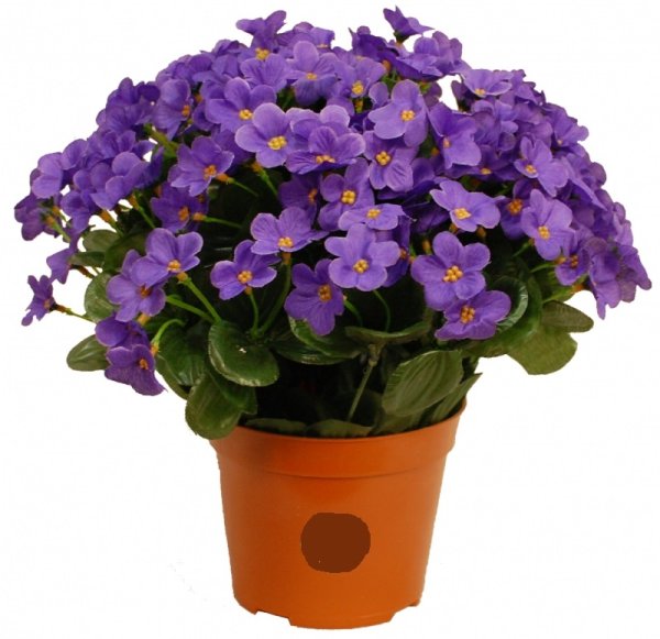 Домашний цветок фиалка
