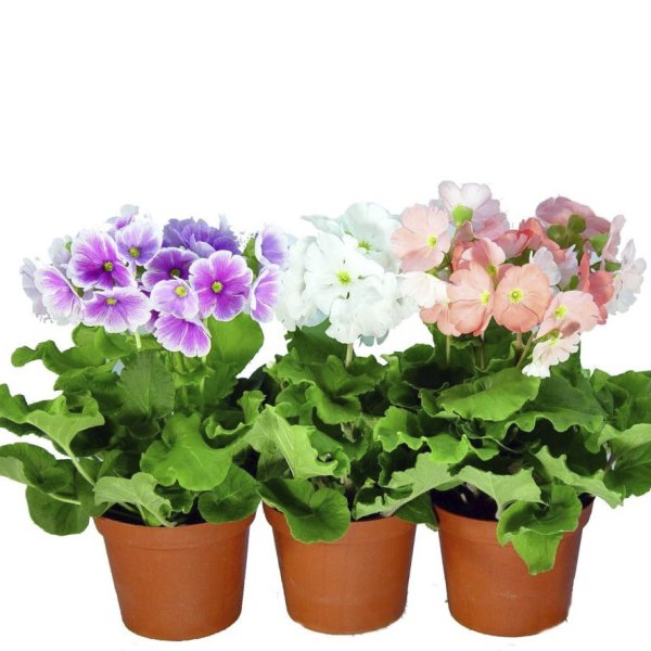 Примула Обконика микс