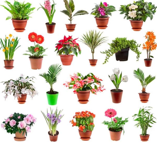 Цветы в горшках и их названия