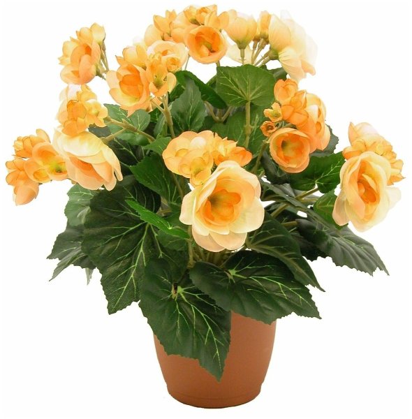 Рейна бегония Элатиор