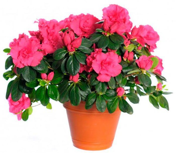 Азалия - Azalea d12 h30