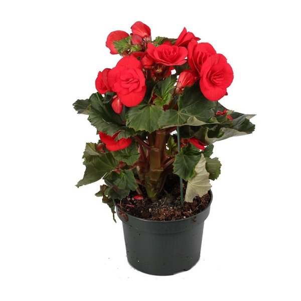 Бегония Элатиор Veronica