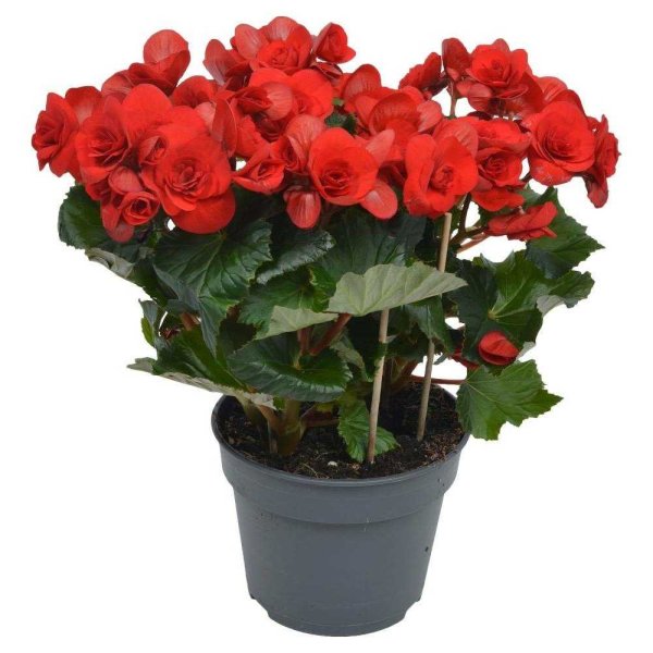 Цветок бегония