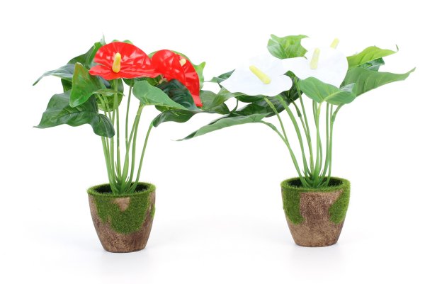 Калла комнатная