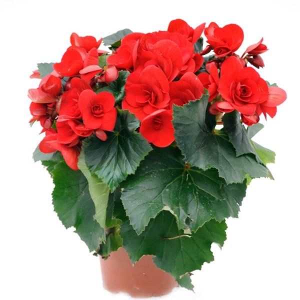 Цветок бегония