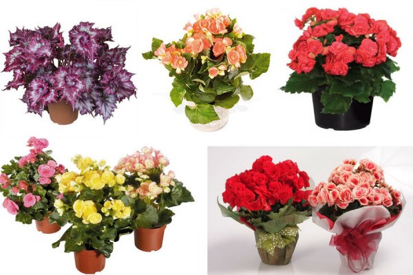 Бегонии каланхоэ