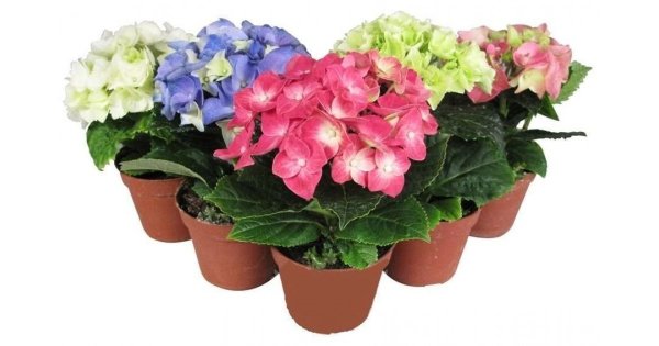 Гортензия (гидрангея) микс