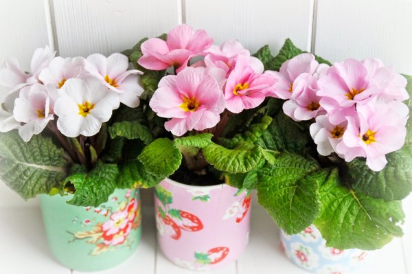 Горшки для фиалок