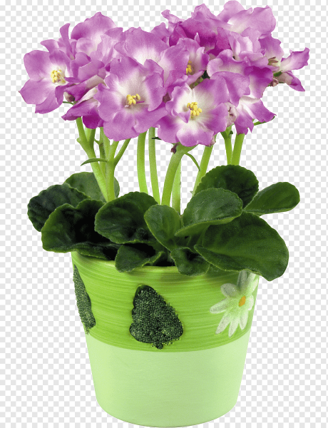 Вазон узамбарская фиалка