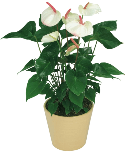 Антуриум Андре красный