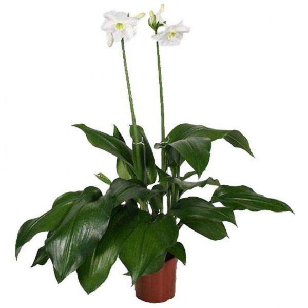 Эухарис грандифлора