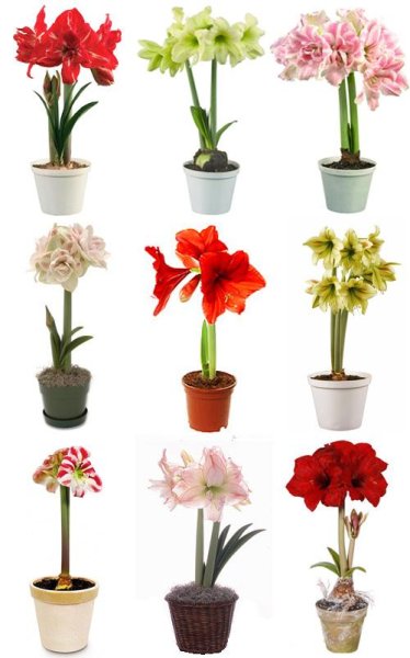 Гиппеаструм Монро