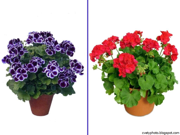 Примула и пеларгония