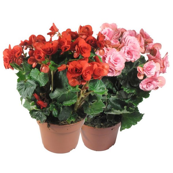 Бегония Элатиор карнавал