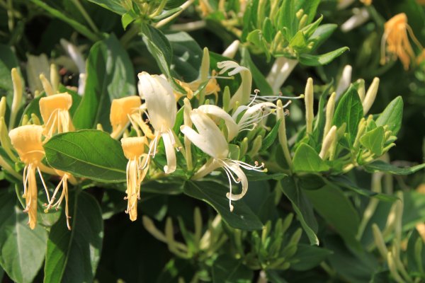 Жимолость Джеральда (Lonicera giraldii)