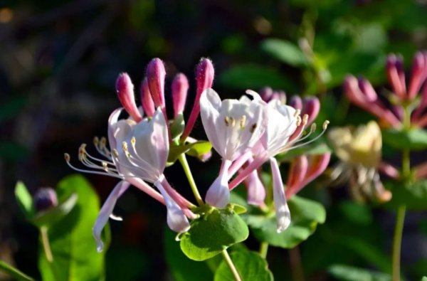 Жимолость цветы