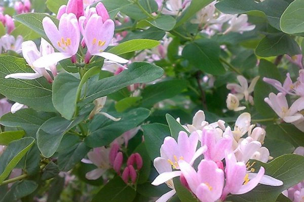 Жимолость Цветущая куст