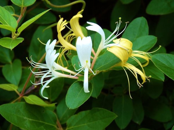 Lonicera japonica