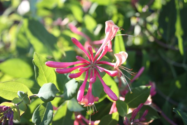 Жимолость раннецветущая