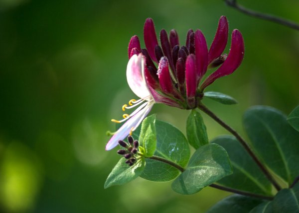 Жимолость Цветущая