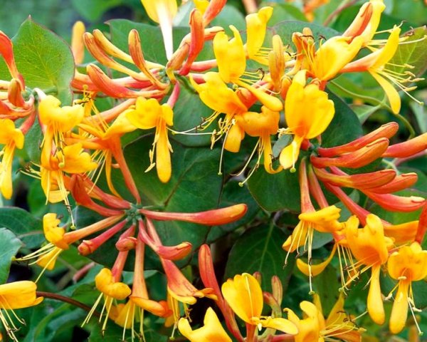 Жимолость каприфоль